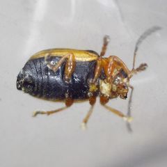 Cryptocephalus pusillus