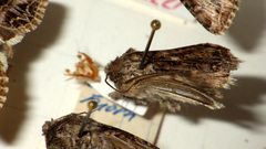 Anarta odontites