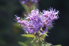 Chromolaena pulchella