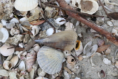 Atrina zelandica