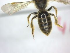 Lasioglossum