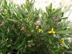 Cneorum tricoccon