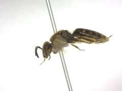 Lasioglossum