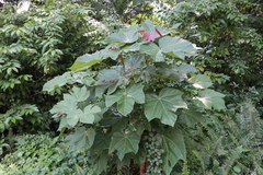 Jatropha curcas