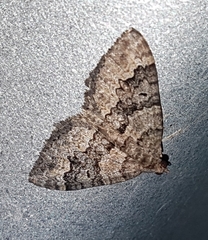 Chrysolarentia gypsomela