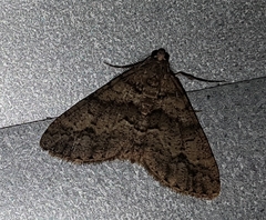 Chrysolarentia gypsomela