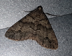 Chrysolarentia gypsomela