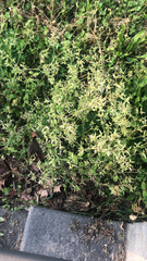 Cerastium glomeratum