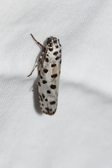 Ethmia sphaerosticha