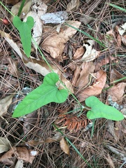 Aristolochia kaempferi