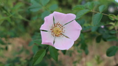 Rosa canina