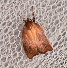 Tortricopsis pyroptis