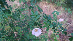 Rosa canina