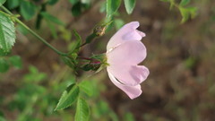 Rosa canina