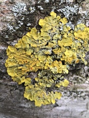 Xanthoria parietina