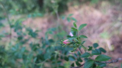 Rosa canina