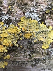 Xanthoria parietina