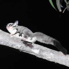 Petaurus breviceps ariel