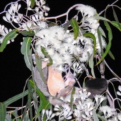 Petaurus breviceps ariel