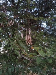 Tamarindus