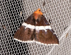 Buzara frontinus