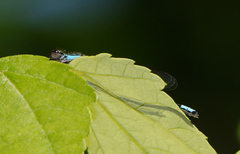 Enallagma geminatum
