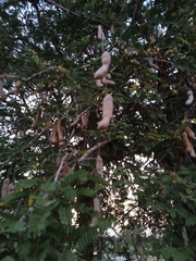 Tamarindus
