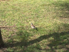 Turdus pilaris