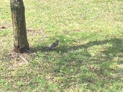 Turdus pilaris