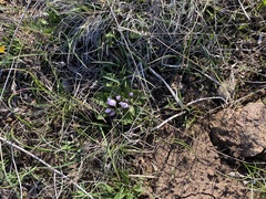 Lewisia brachycalyx