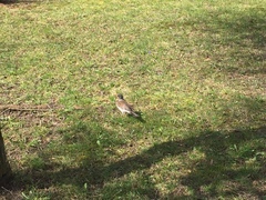 Turdus pilaris