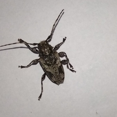 Aegomorphus jaspideus