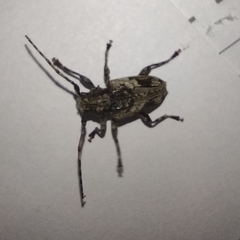 Aegomorphus jaspideus