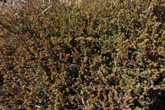 Lepidothamnus laxifolius