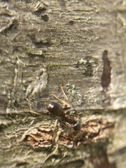 Lasius