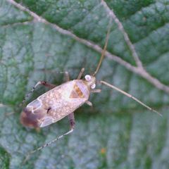 Compsidolon salicellum