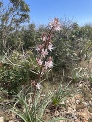 Asphodelus ramosus ramosus