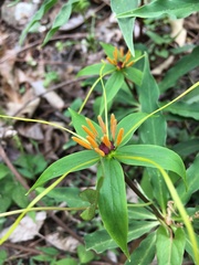 Paris polyphylla stenophylla