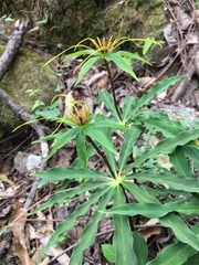 Paris polyphylla stenophylla