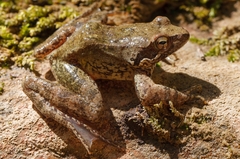 Rana italica