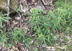 Paris polyphylla stenophylla
