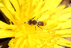 Nomada flavoguttata