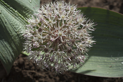 Allium karataviense