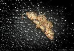 Gymnoscelis derogata