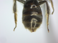 Lasioglossum morio