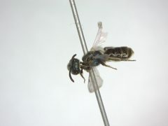 Lasioglossum morio