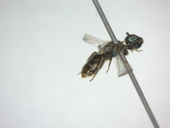 Lasioglossum morio