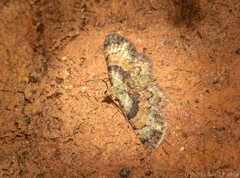 Gymnoscelis derogata