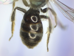 Lasioglossum morio