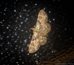 Gymnoscelis derogata